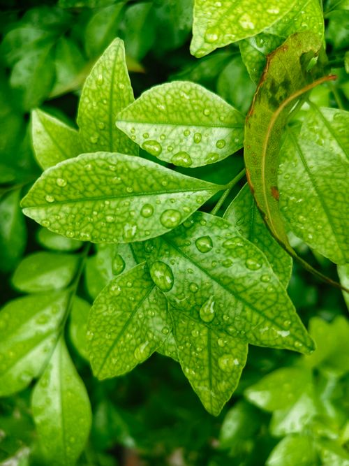Free Vibrant green leaves with water droplets after rain, showcasing nature's freshness. Stock Photo