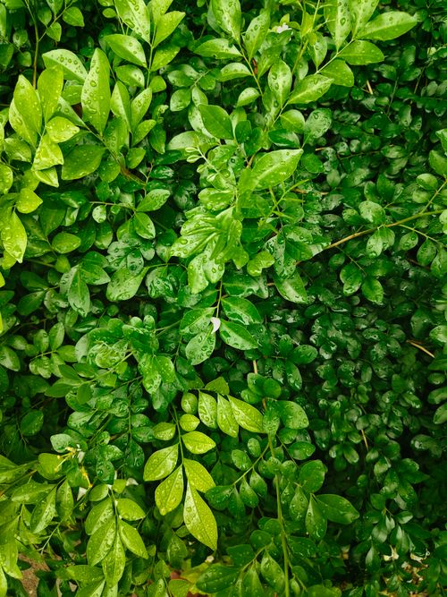 Free Close-up of lush green leaves covered with water droplets after rain, creating a vibrant nature scene. Stock Photo