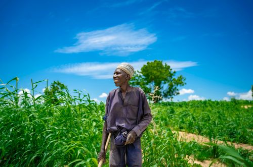 Free An elderly farmer in a vibrant green field under a bright blue sky, symbolizing rural life. Stock Photo