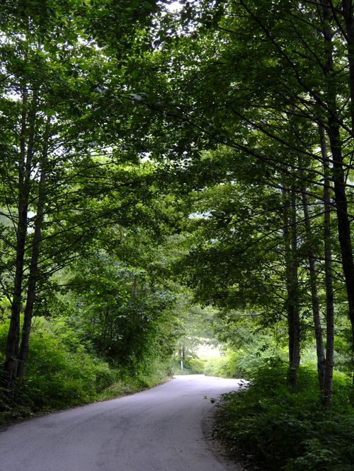Free Peaceful forest road in Trabzon, Türkiye, surrounded by lush green trees under a bright sky. Stock Photo