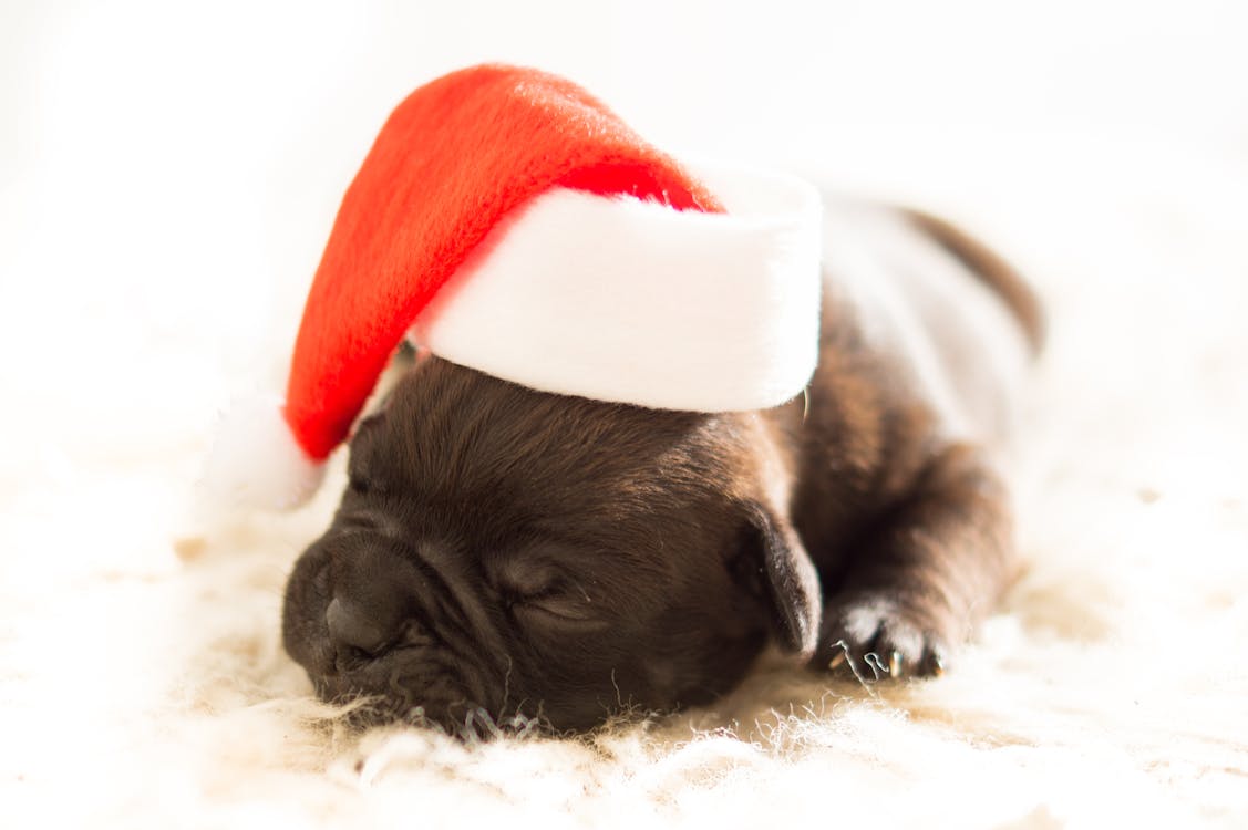 Free Sleeping Black Puppy Wearing White and Red Santa Hat Stock Photo