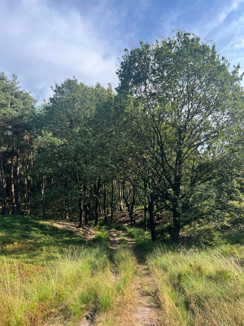 Free Peaceful forest pathway in Overijssel, Netherlands during a sunny day, capturing natural beauty. Stock Photo
