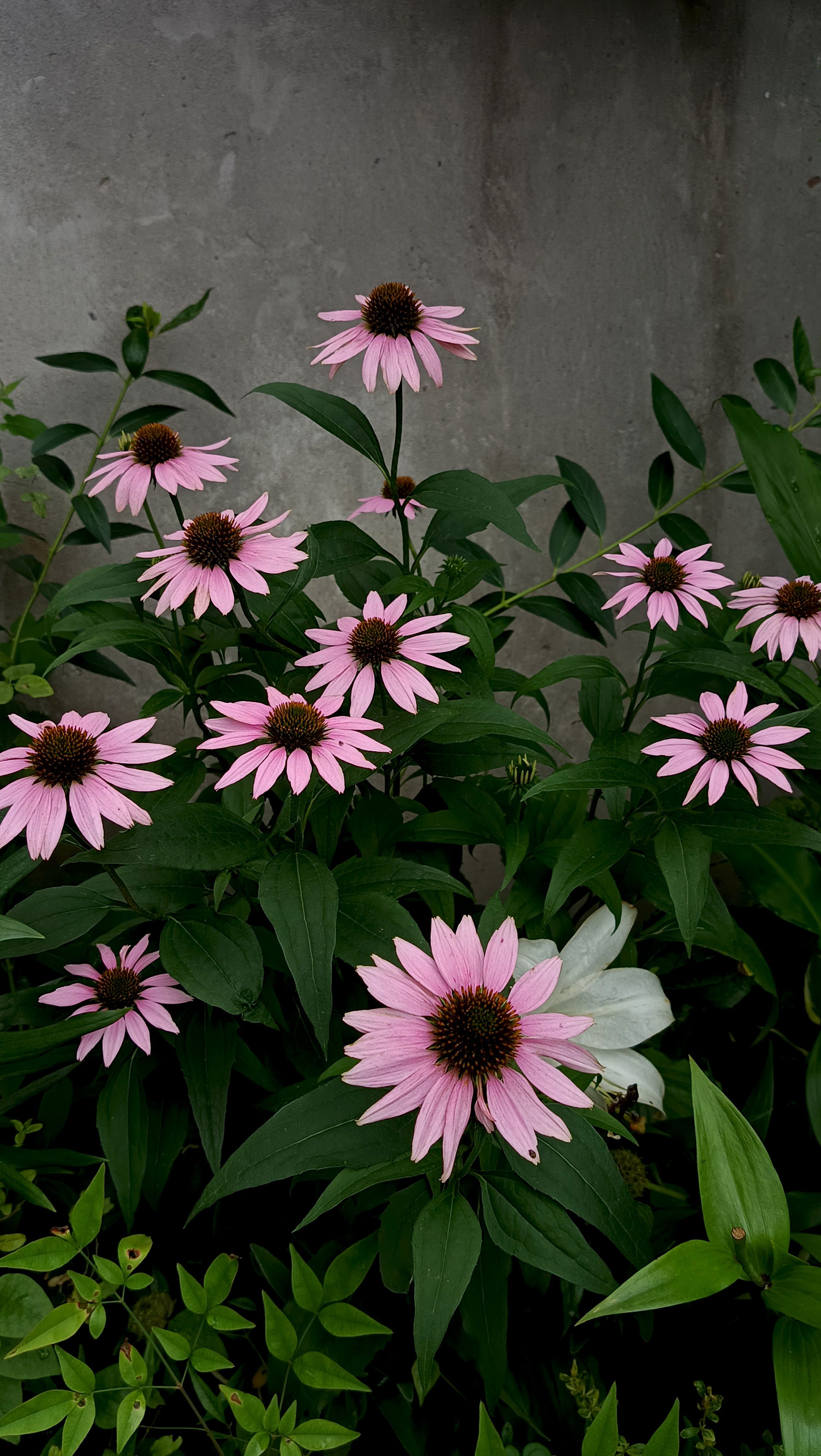 [ColoSach]-vibrant-pink-coneflowers-bloom-against-a-concrete-wall,-showcasing-nature's-beauty.