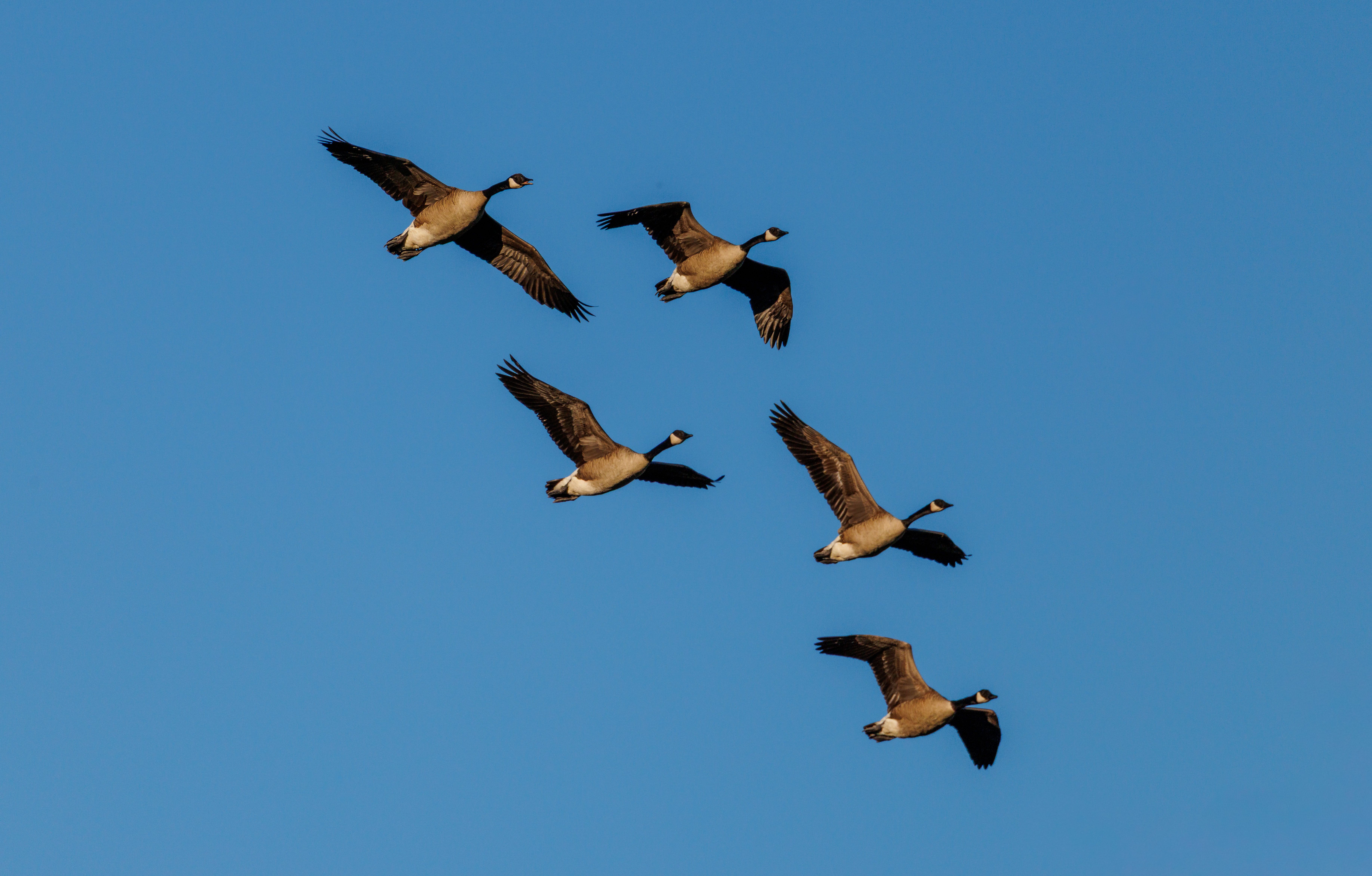 A group of Canadian geese in flight with clear blue sky as the backdrop.