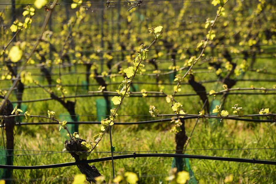 Vibrant spring vineyard scene in Volkach, showcasing new growth on grapevines under sunny skies.