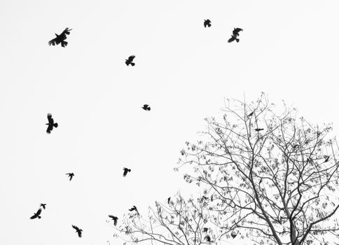 Monochrome photo capturing a flock of birds flying over leafless branches.