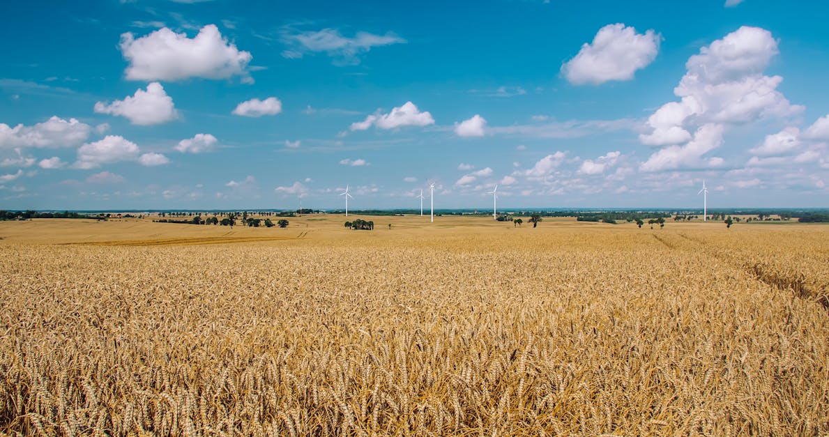 Free stock photo of agriculture, countryside, cropland - 1200 x 627 jpeg 156kB