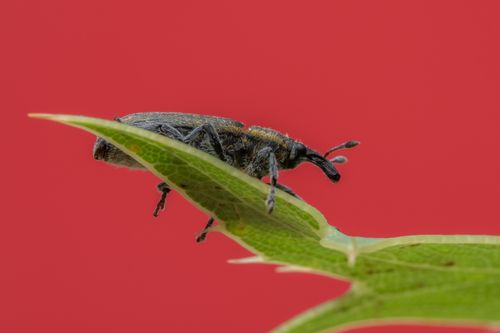 Free Close-up macro image of a weevil on a green leaf against a vivid red background. Stock Photo