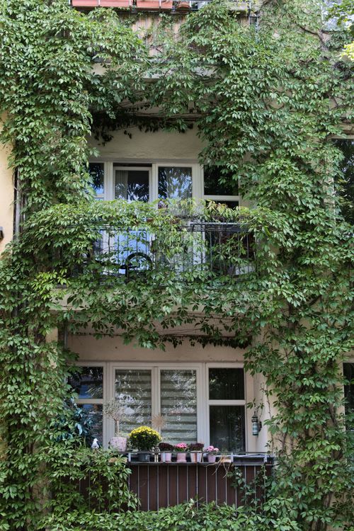 Free Two balconies covered in lush climbing plants in Berlin, showcasing vibrant urban greenery. Stock Photo