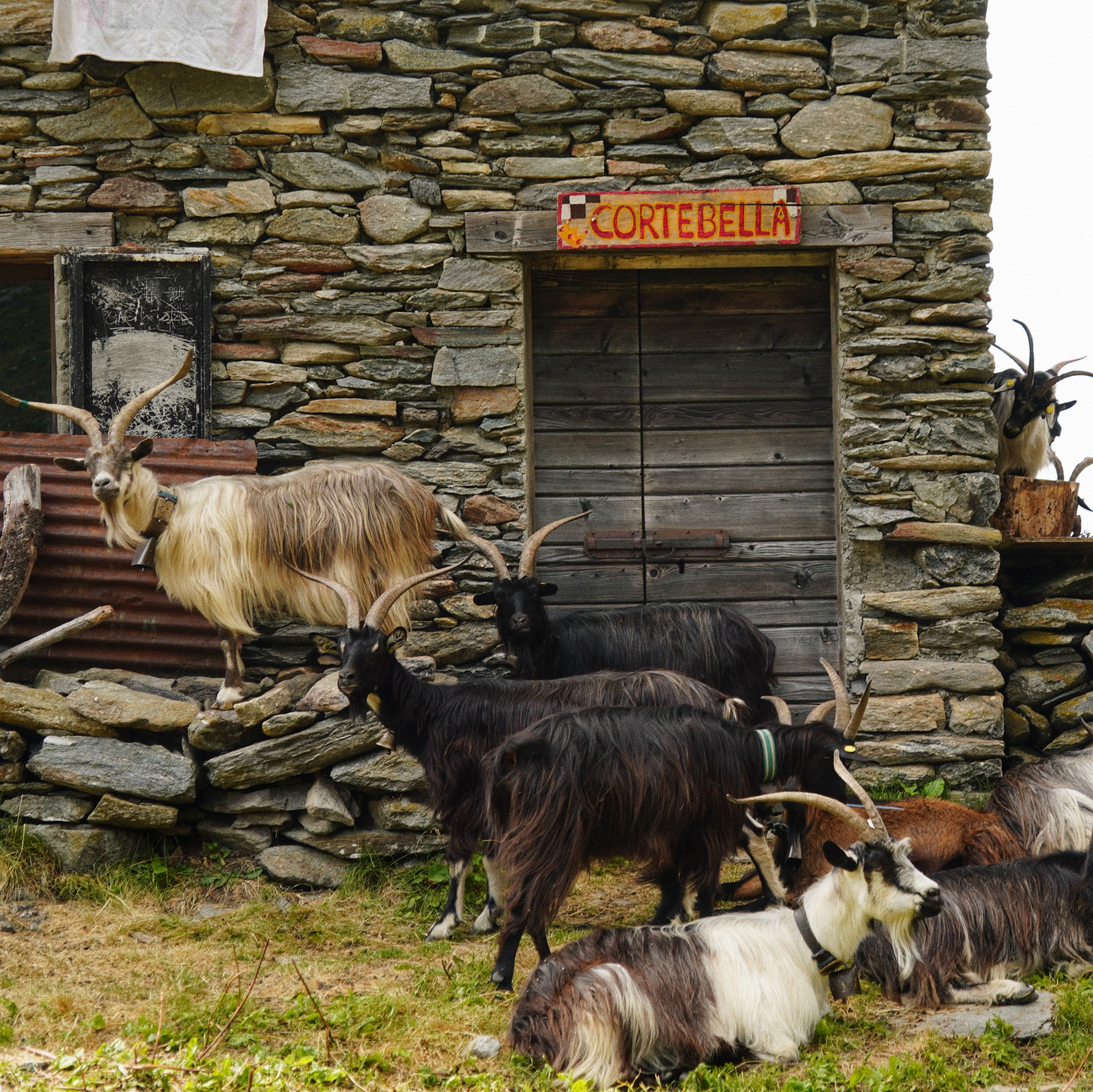 Group of mountain goats gathered near a rustic stone hut in Albaredo per San Marco, Italy.
