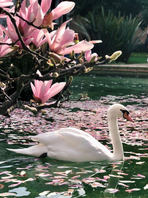 Free A serene swan swims in a pond surrounded by pink magnolia flowers, capturing the essence of springtime beauty. Stock Photo