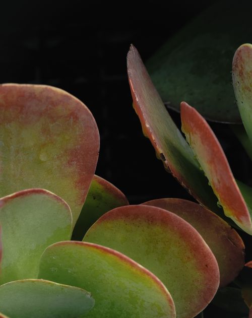 Free Detailed close-up of vibrant aeonium succulent leaves showcasing their natural color gradient. Stock Photo