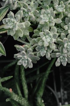 肉质植物露珠的特写细节，展现了大自然的美丽