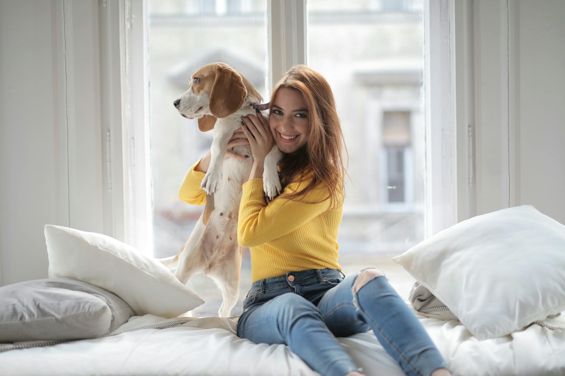 Cheerful young lady in casual yellow sweater and jeans hugging cute Beagle dog while sitting on comfortable bed with pillows near window in light modern apartment and looking at camera