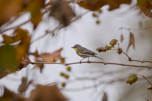 Free A yellow-rumped warbler perched on a branch amidst autumn leaves. Stock Photo