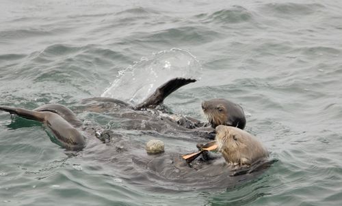 Free Two sea otters playing in the Pacific Ocean near California, showcasing their natural habitat. Stock Photo