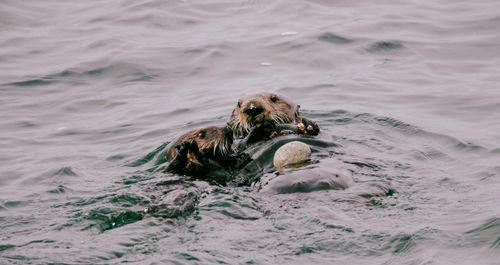 Free Charming sea otter floating and holding a rock in the waters off California's coast. Stock Photo