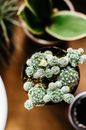 一张从上方拍摄的盆栽仙人掌照片，清晰地展现了其纹理细节