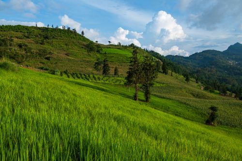 Free Scenic view of vibrant green rice terraces under a bright blue sky, perfect for travel and nature themes. Stock Photo