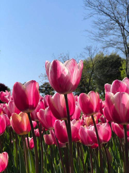 Free Vibrant pink tulips bloom under a clear blue sky in Istanbul, highlighting spring's beauty. Stock Photo