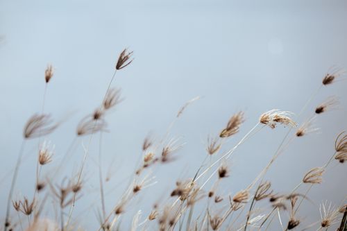 Free Gentle breeze moves delicate dried grasses against a neutral background, creating a serene and natural scene. Stock Photo