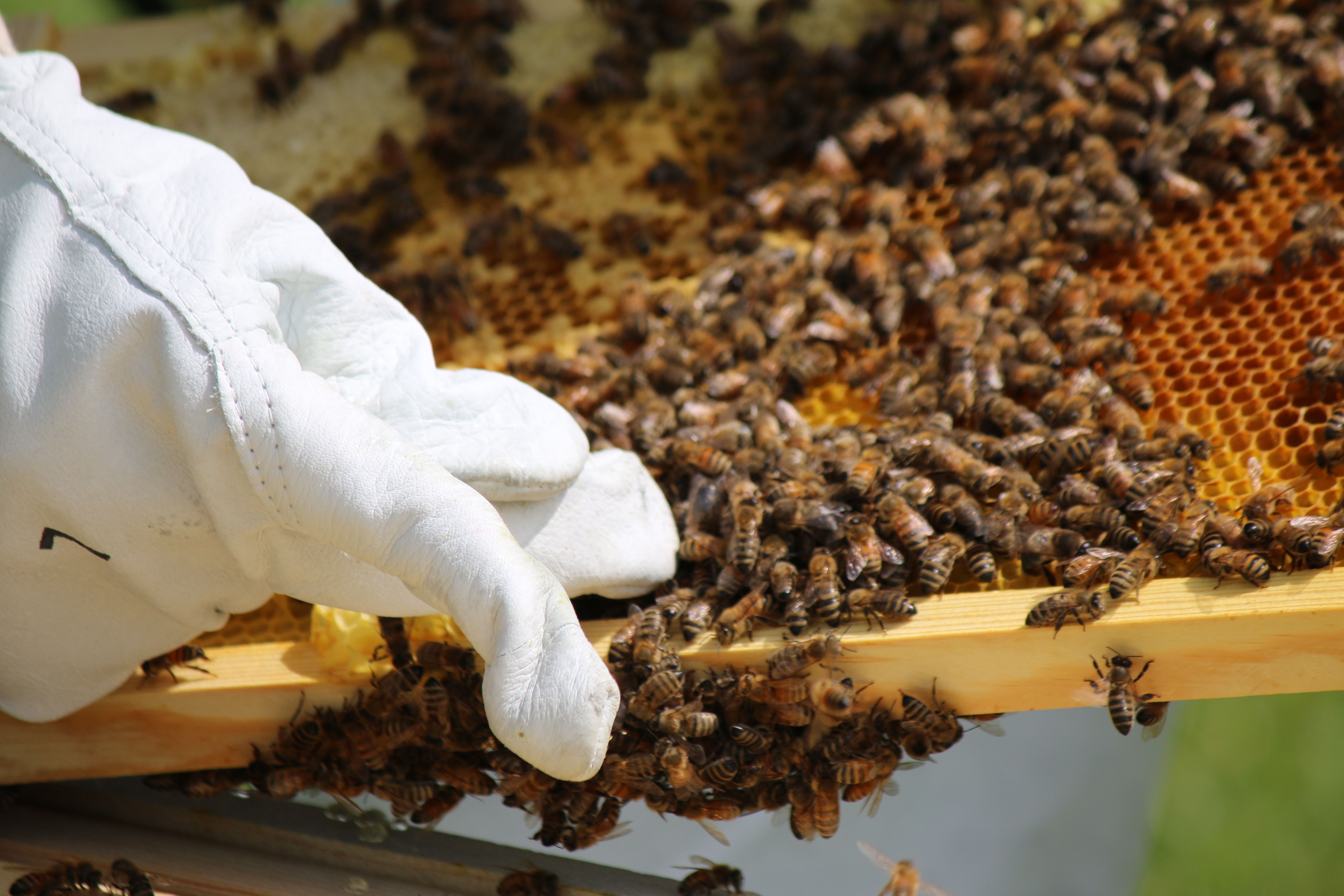 Bee Keeping