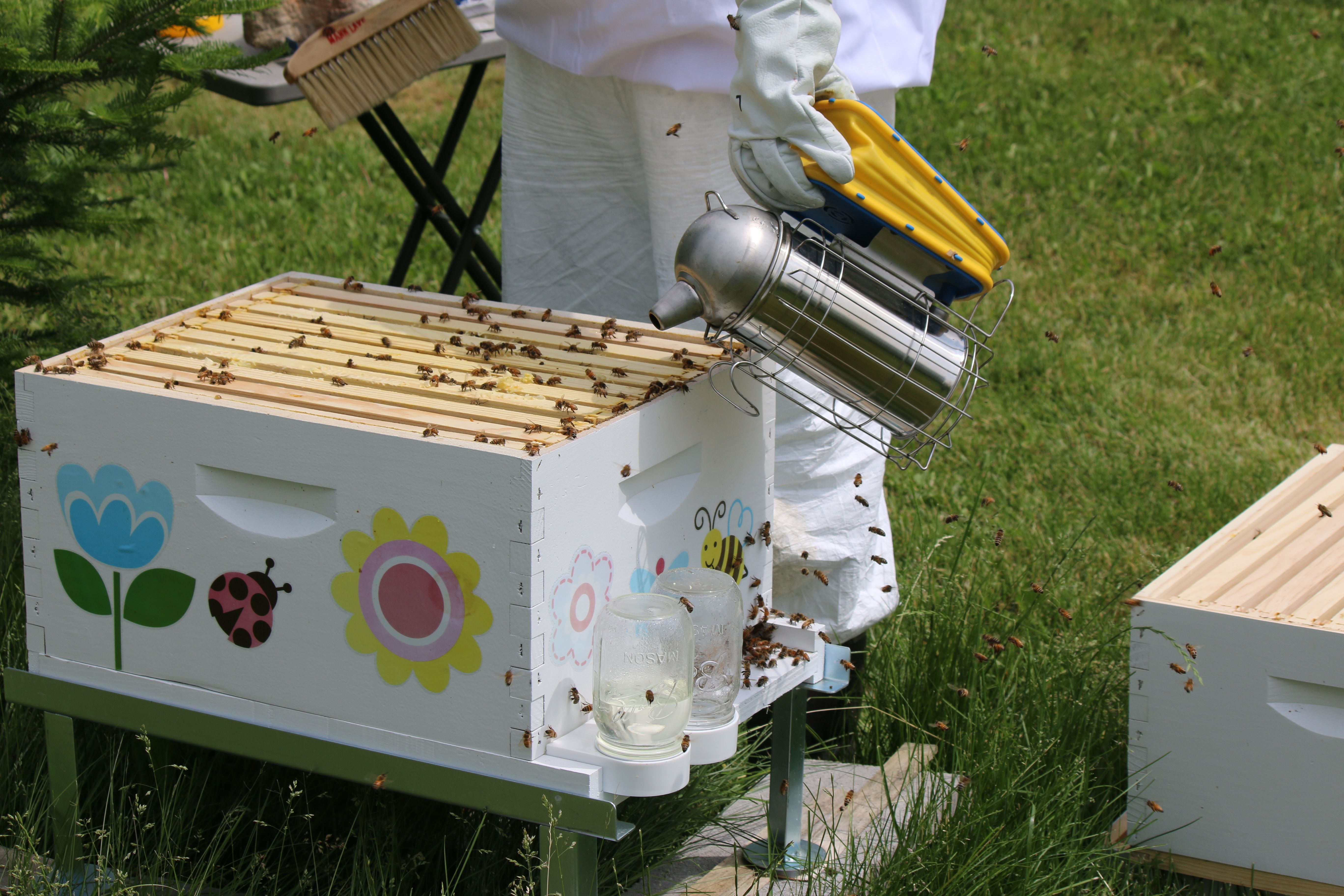 Commercial Bee Removal
