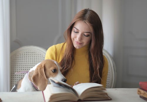 Young female in yellow knitted turtleneck sitting on chair while reading interesting novel together with curious Beagle in cozy room with white classic interior