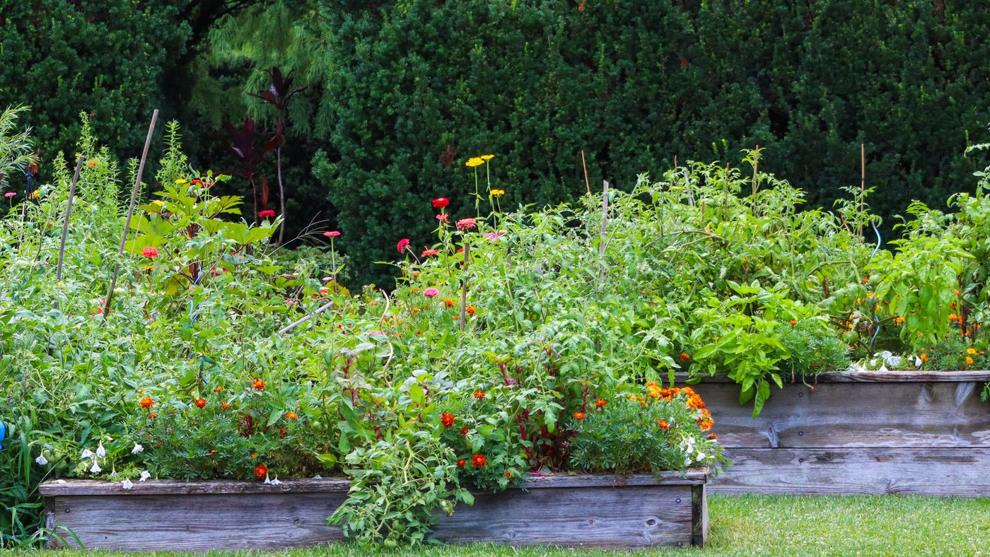 Raised garden beds full of vegetables and flowers