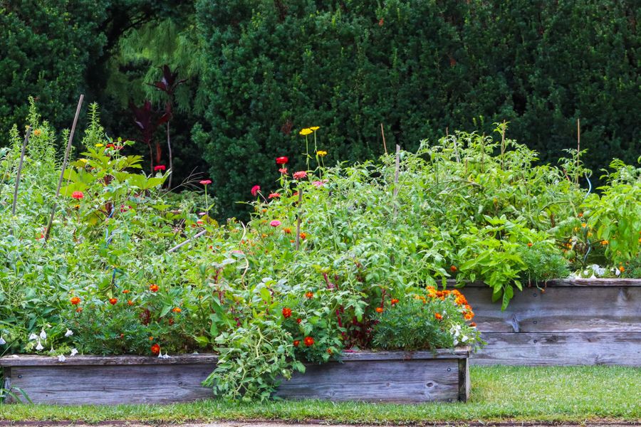 The Best Soil Mix for Raised Beds (and How to Fill One for Less)