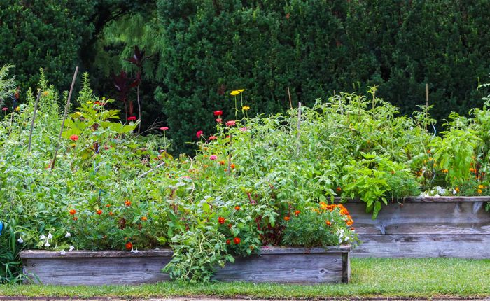 Galway allotment applications close on 30 October: what to check first