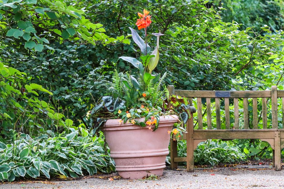 A large potted plant with colorful flowers beside a wooden bench in a lush garden setting.