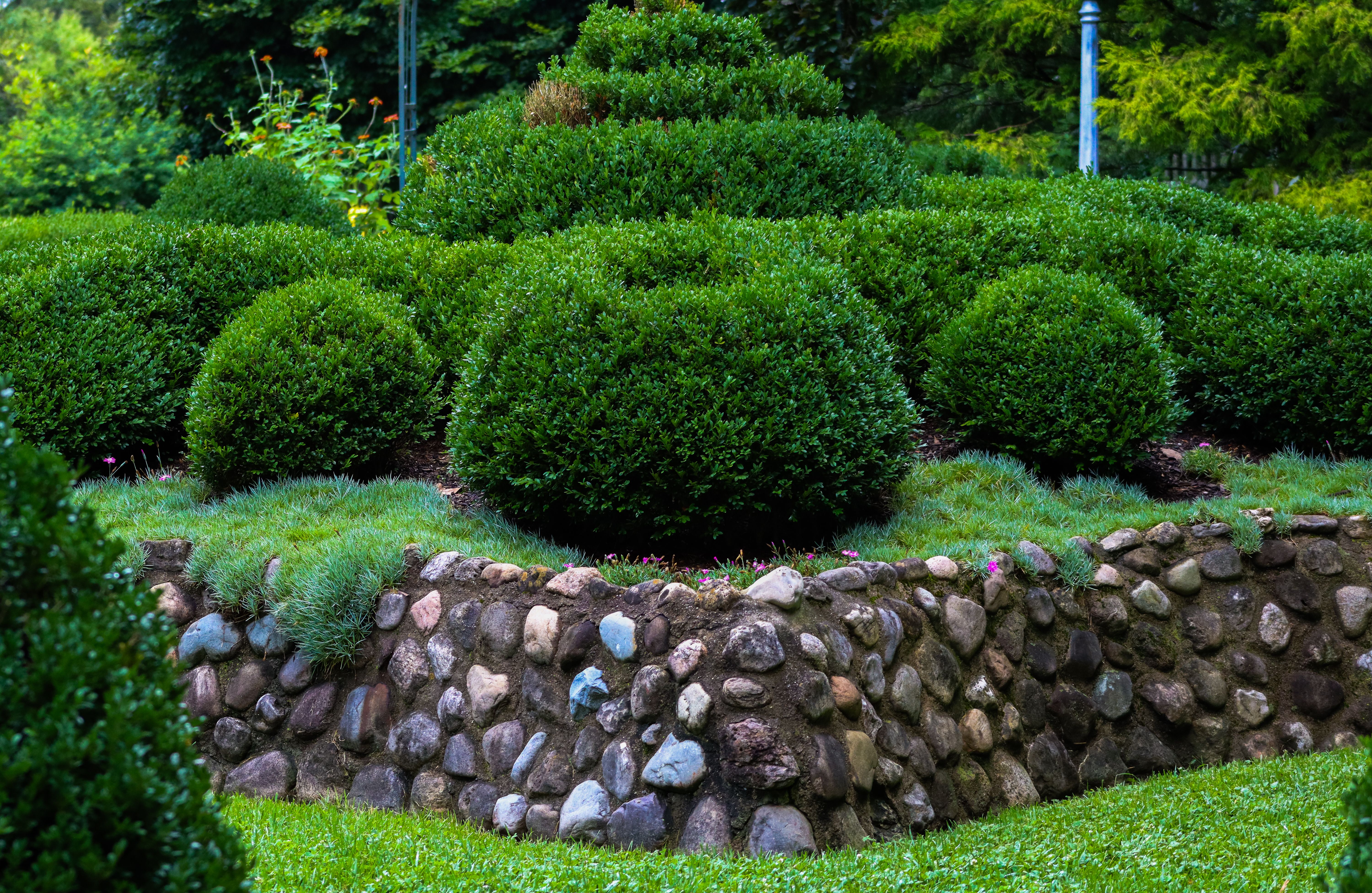 Beautifully manicured garden hedge with stone wall — how far back to cut hedges in Surrey BC