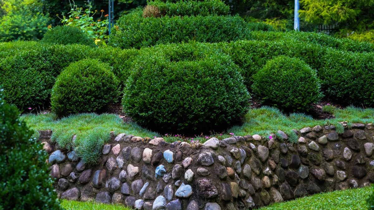 A garden with a low stone wall and trimmed shrubs.