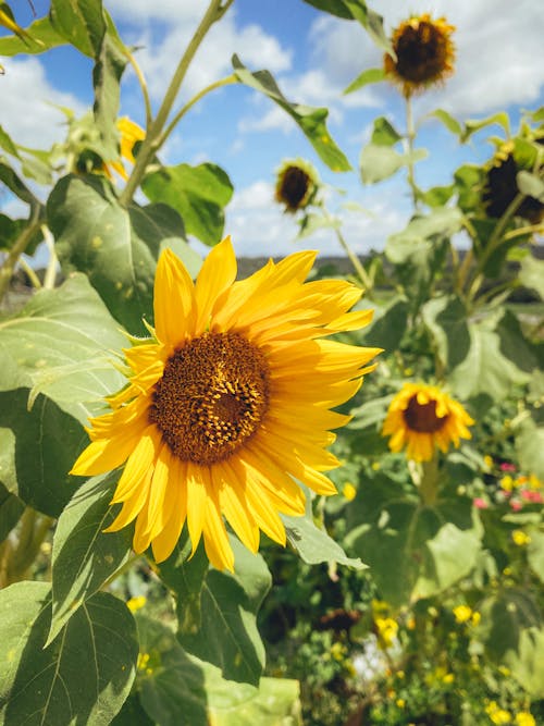 Free Sunflower In Full Bloom Stock Photo