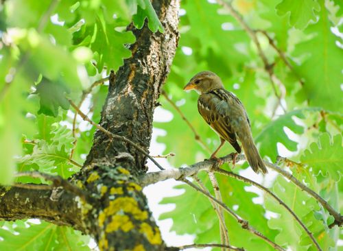 Free A European tree sparrow perched on an oak tree branch in a bright summer setting. Stock Photo