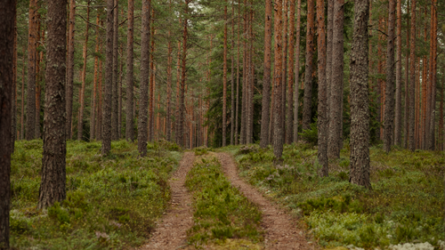 Free A serene path winds through a lush pine forest enveloped in nature's tranquility. Stock Photo