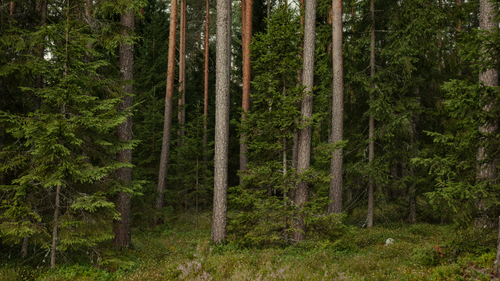 Free Dense evergreen forest with tall conifer trees in serene wilderness. Stock Photo