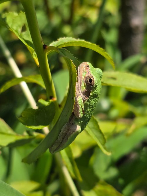 Free Close-up of a green tree frog camouflaged on a leafy branch in a natural setting. Stock Photo