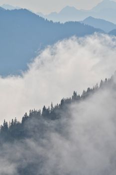 Serene misty mountains with pine trees enveloped in gentle fog.