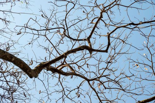 Free A network of intricate branches from a tree with a clear blue sky background, captured in Campinas, Brazil. Stock Photo