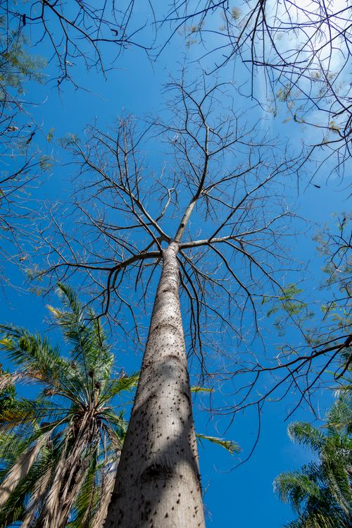 Free Tall trees stretch toward a vibrant blue sky in Campinas, São Paulo. Stock Photo