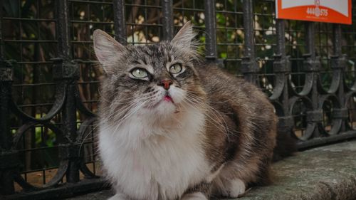 Free Close-up of a fluffy cat resting beside an iron fence in a natural setting, looking sideways. Stock Photo