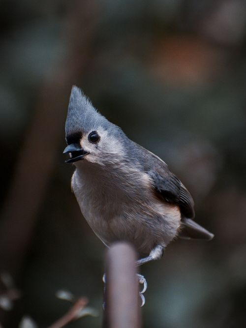 Free Detailed shot of a Tufted Titmouse perched outdoors in Atlanta, GA. Stock Photo