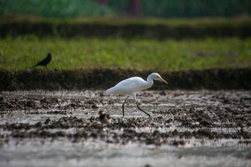 Free A serene scene of an egret wading through a wetland, accompanied by other birds. Stock Photo