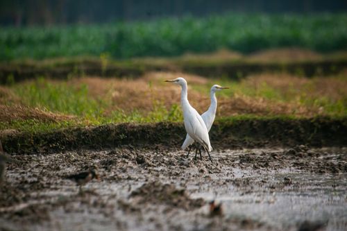 Free Two egrets gracefully walk through a wetland, surrounded by lush greenery and muddy terrain. Stock Photo