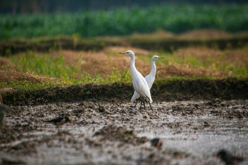 Free Two egrets stroll through a lush, rural field, captured with natural lighting and vivid detail. Stock Photo
