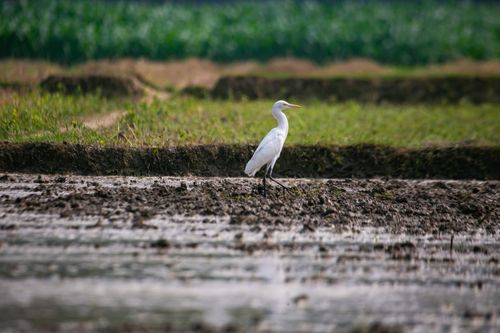 Free A solitary egret stands in a serene, lush green landscape, capturing the essence of nature. Stock Photo