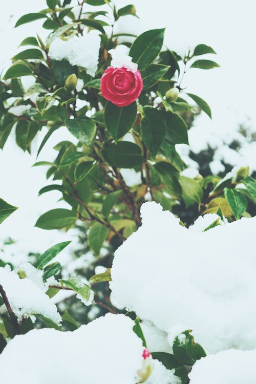 Free stock photo of romantic, rose, rosebranch