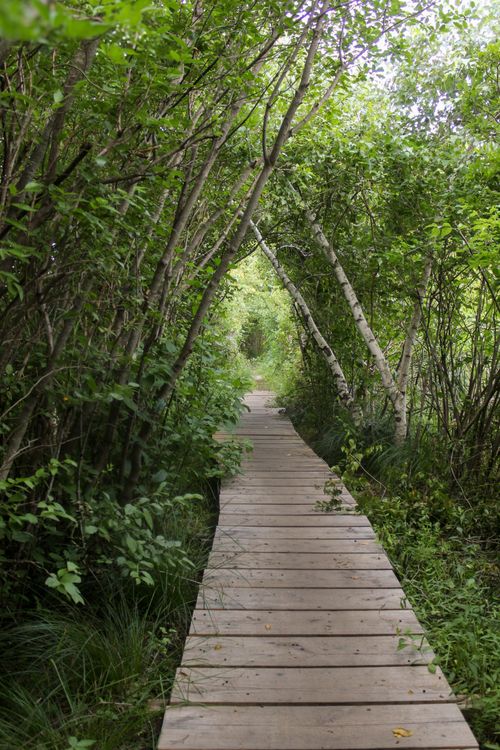 Free Tranquil wooden path winding through dense green forest in Needham, MA. Stock Photo